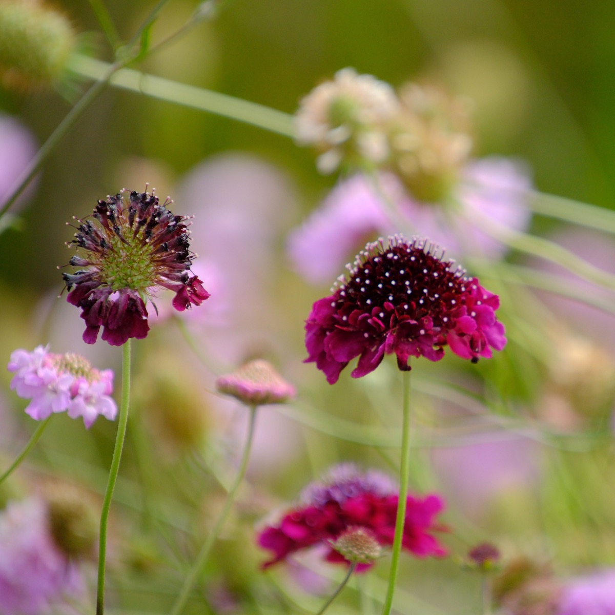 <# flowers #>