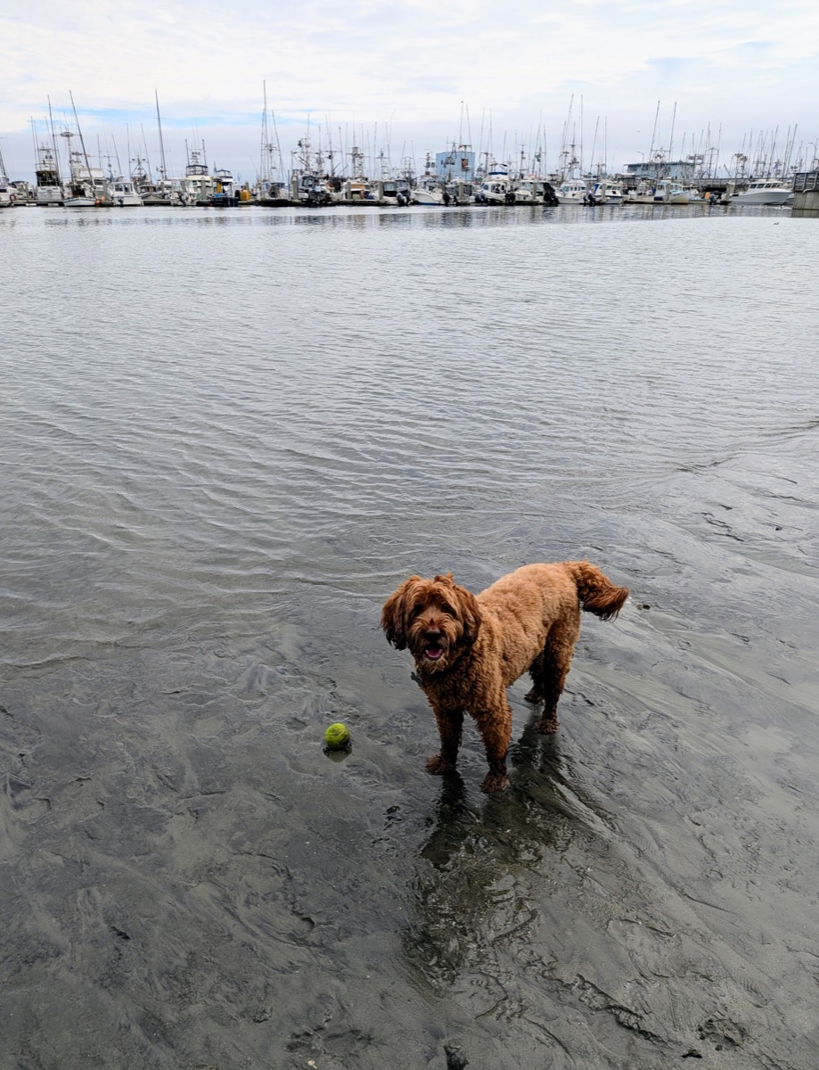 <# Ollie in the ocean with a ball #>