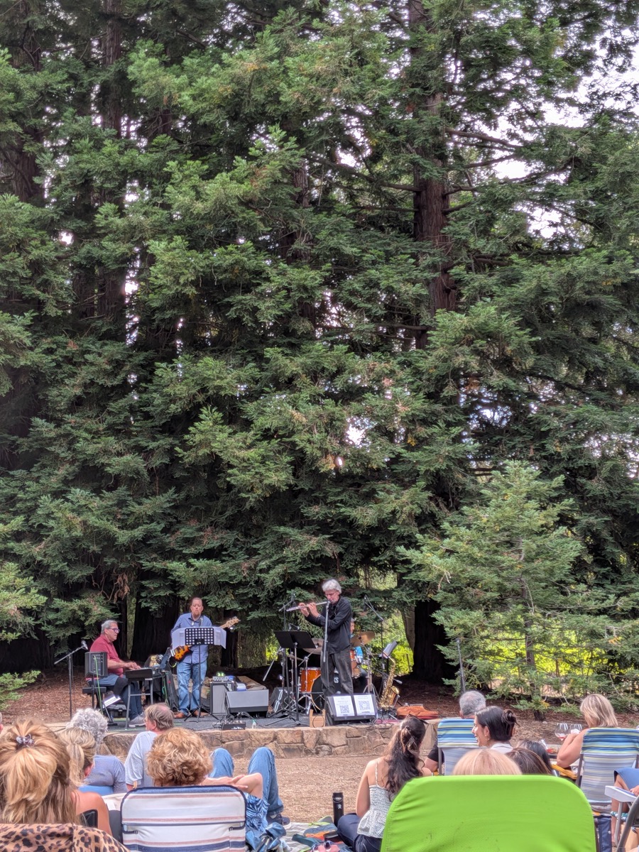 <# a view of the band under towering redwoods  #>