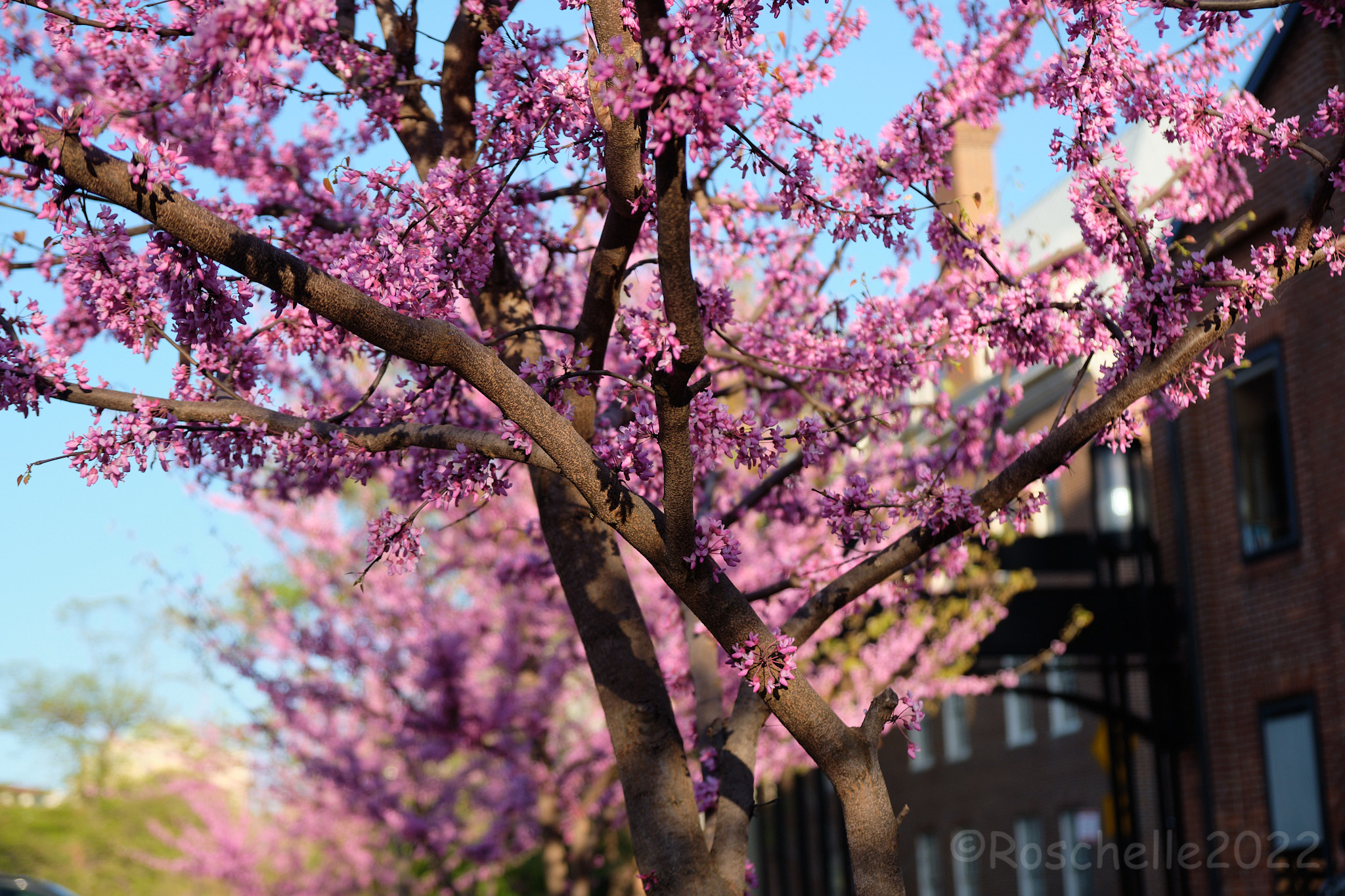 Cherry Blossoms, Georgetown