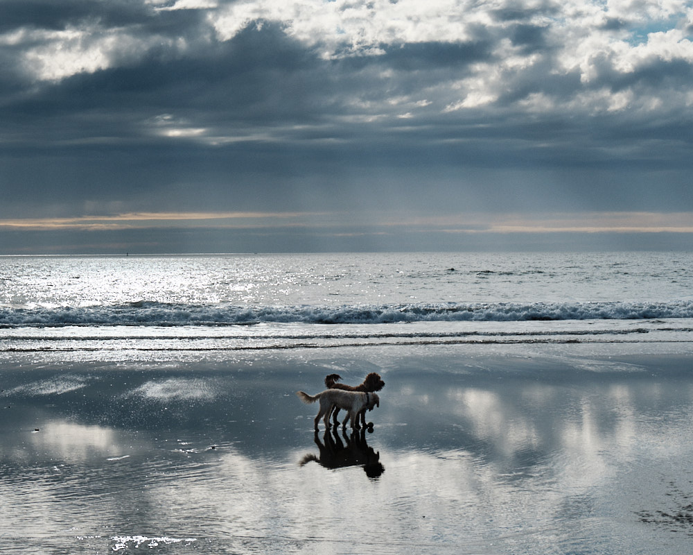 Ollie and Lola on a mirror-like beach