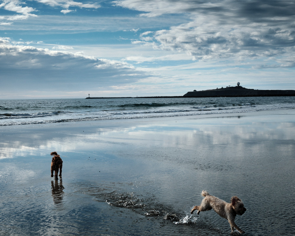 dogs at Miramar Beach