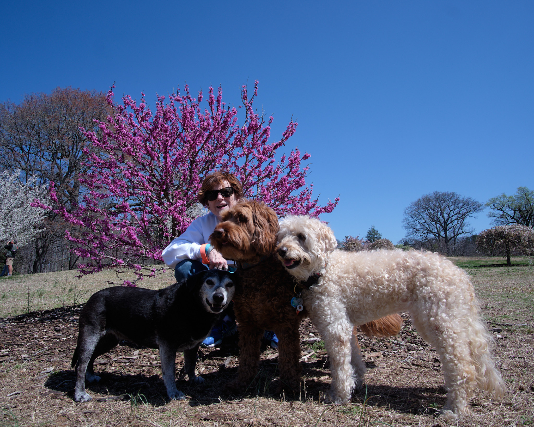 Audrey, Lola, Sugar Baby and Ollie at the Arboretum