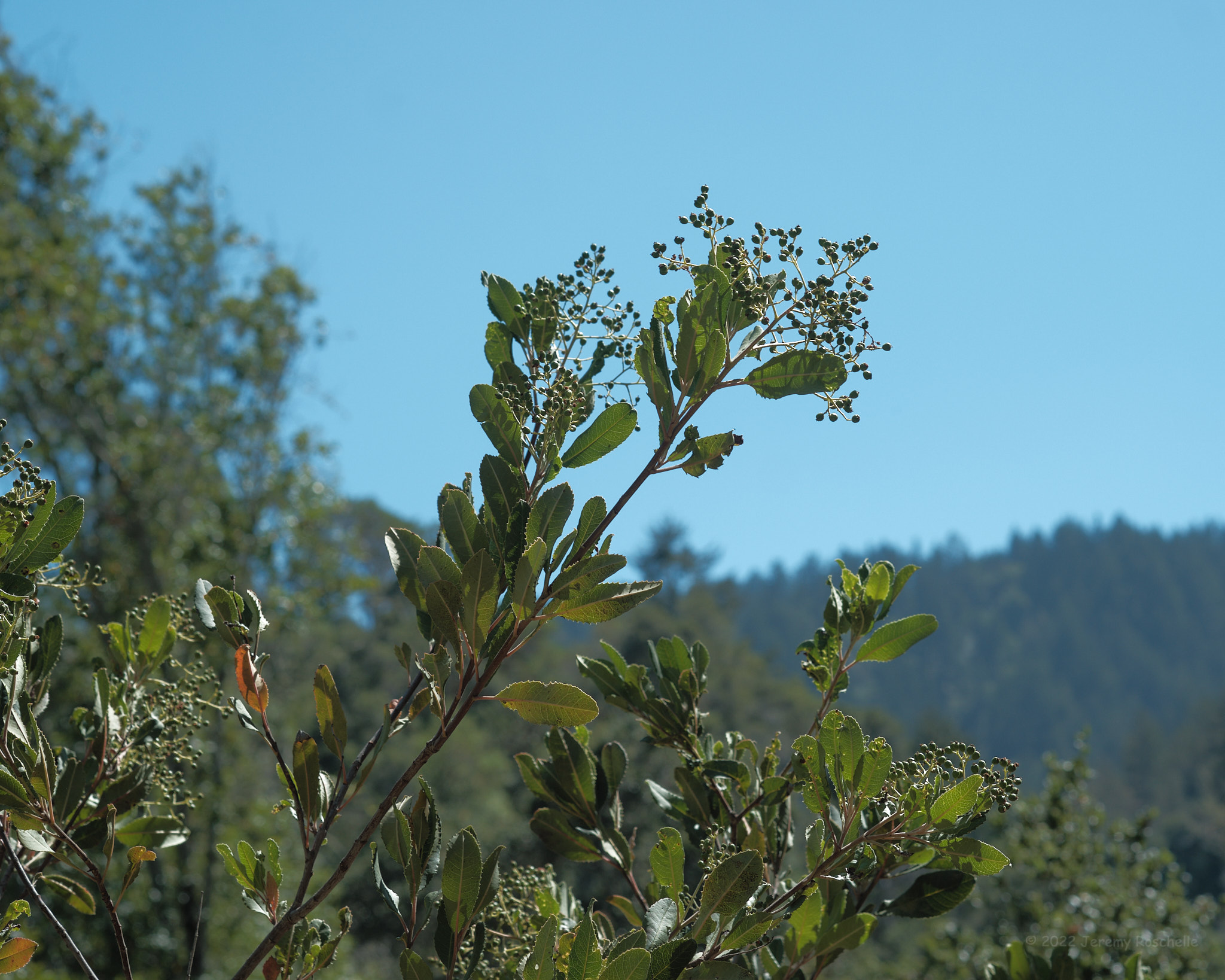 View on the trail to the top of Windy Hill