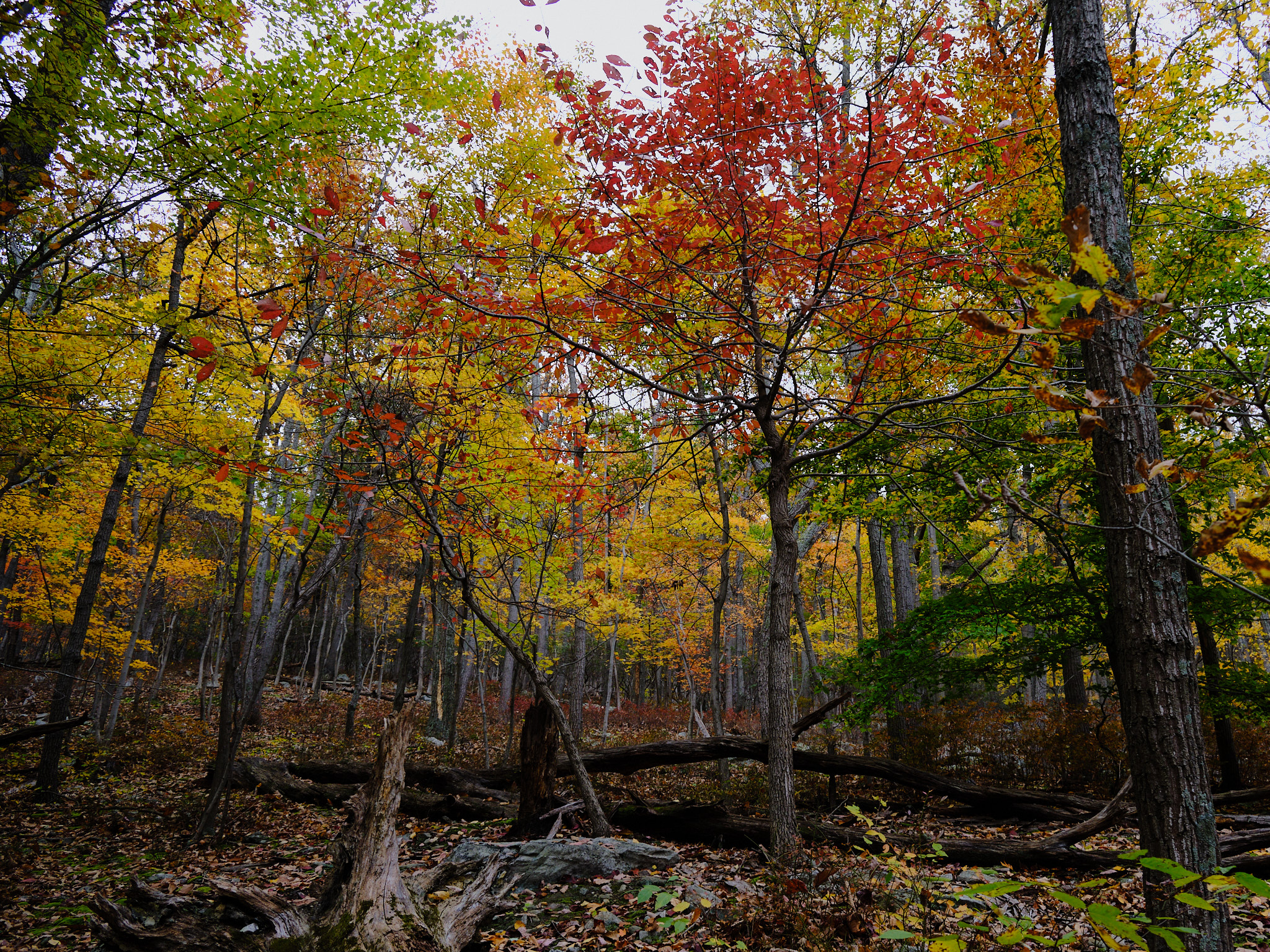 colorful leaves at Cacoctin Mountain Park