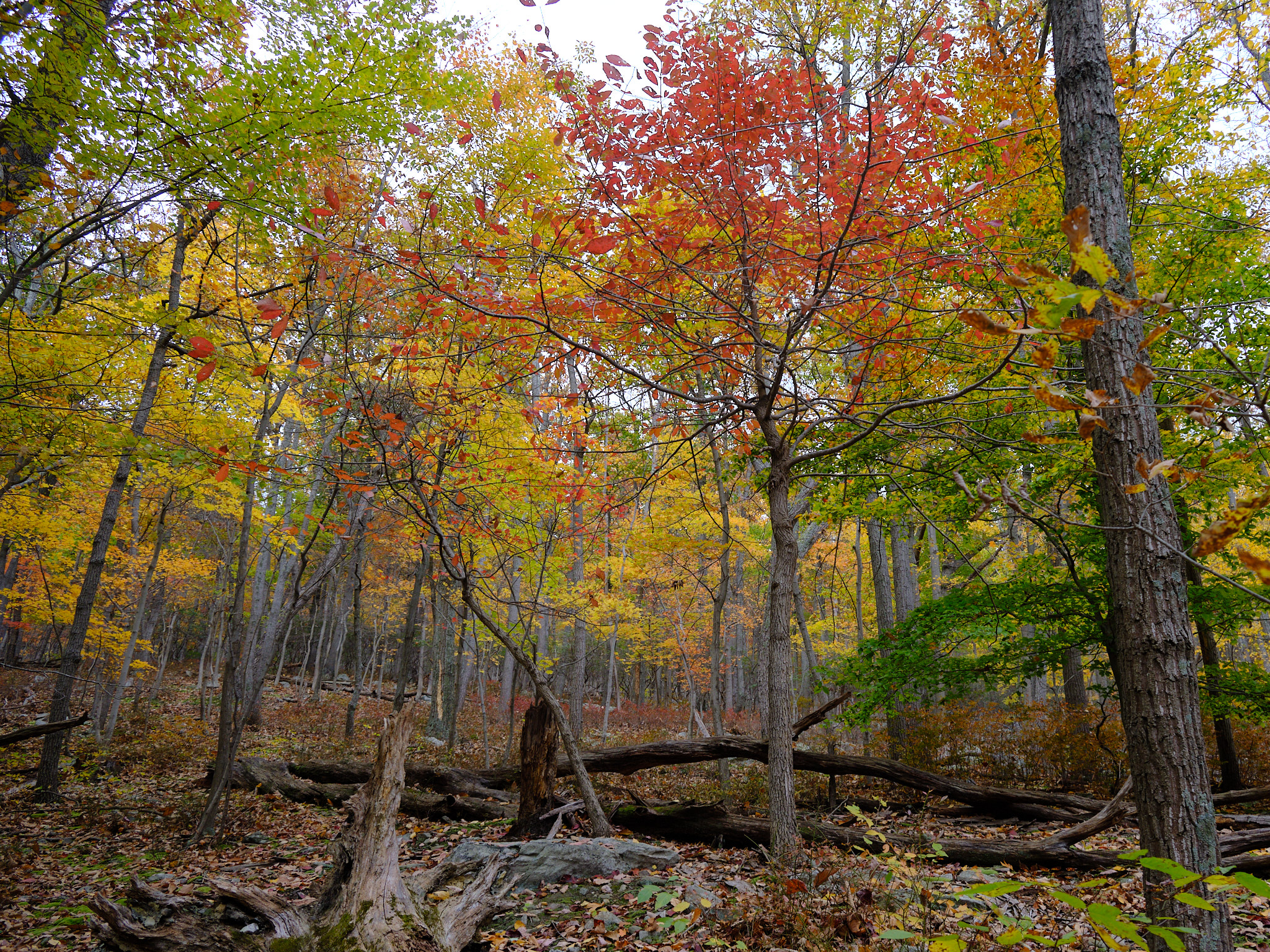 <# green, yellow and red forest #>