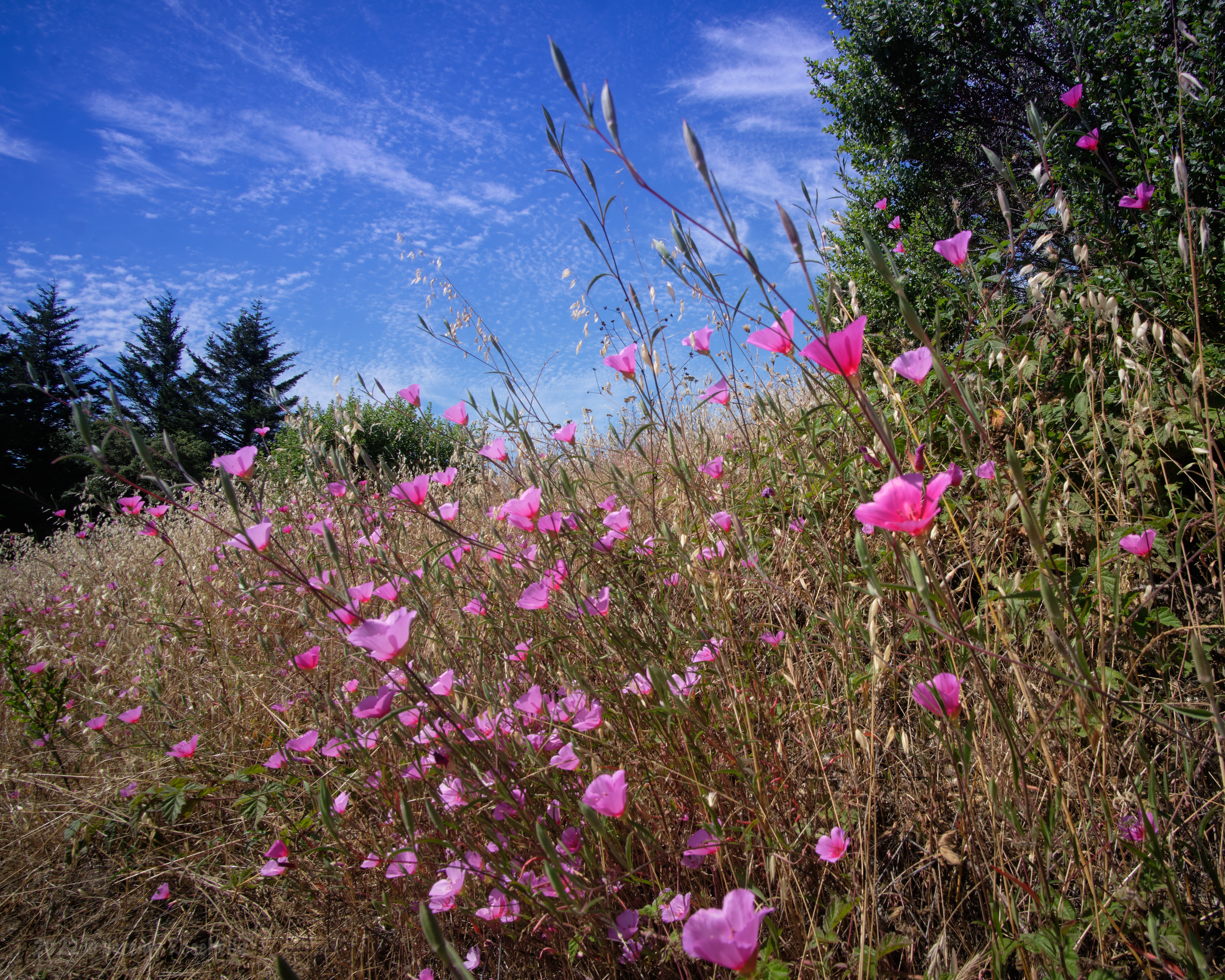 &lt;# Poppies on Windy Hill #&gt;