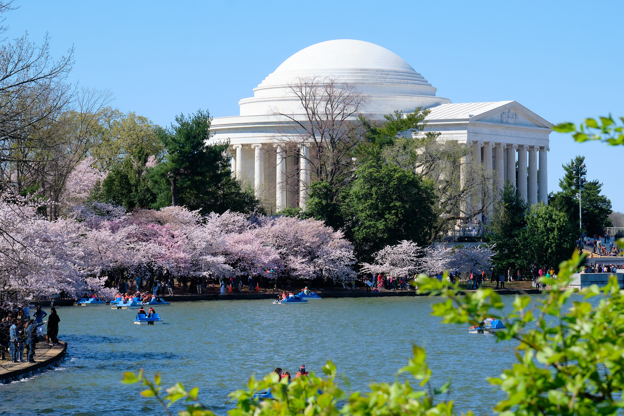 &lt;# The Jefferson Memorial with Cherry Blossoms #&gt;