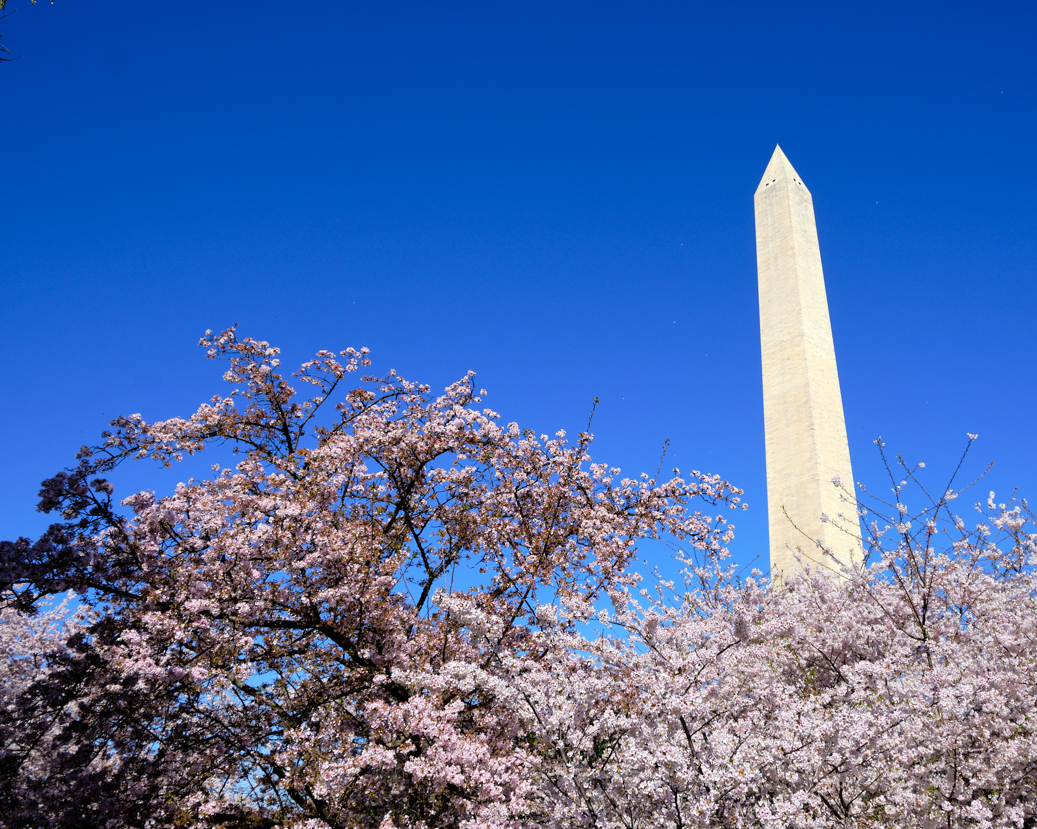 Washington Monument with Cherry Blossoms