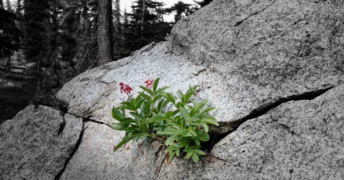 a flower grows out of a rock