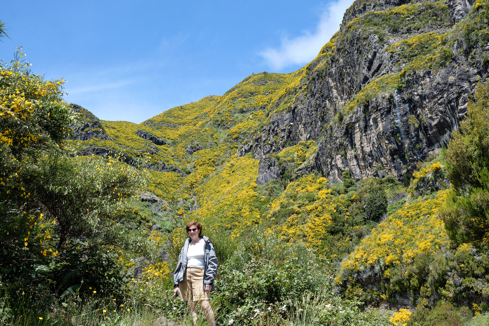 &lt;# yellow mountain flowers #&gt;