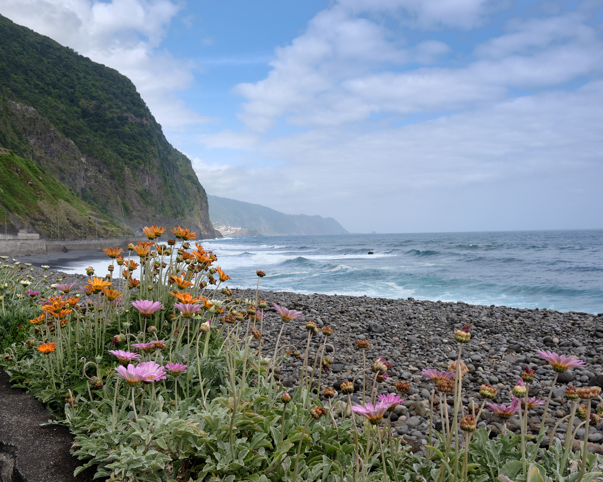 &lt;# Flowers on an ocean beach, with cliffs #&gt;