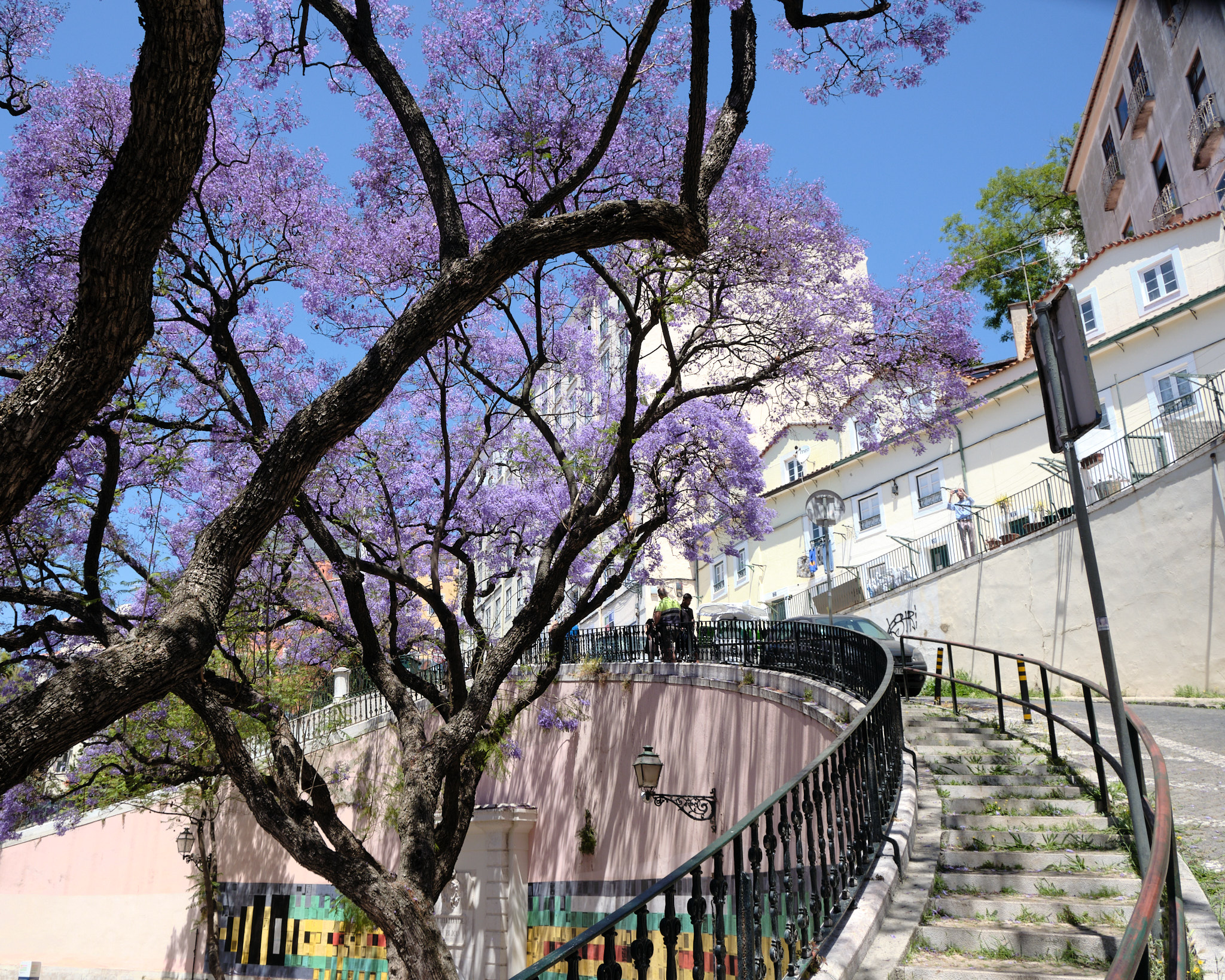 &lt;# a path with a Jacaranda tree #&gt;