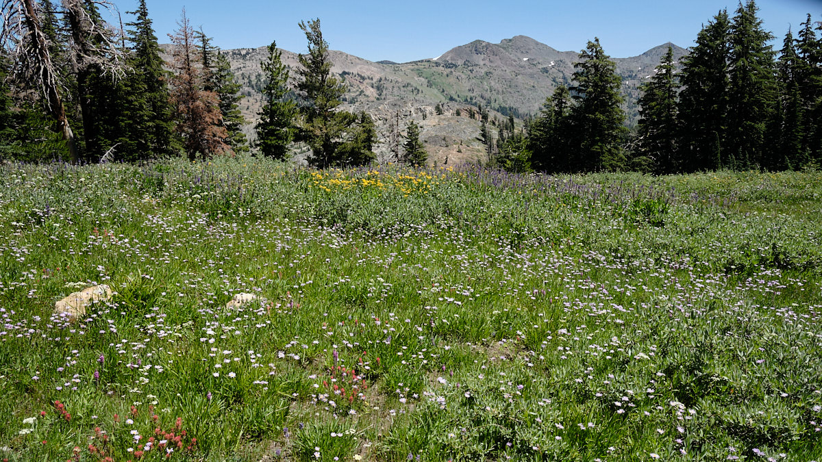 &lt;# Meadow of flowers #&gt;