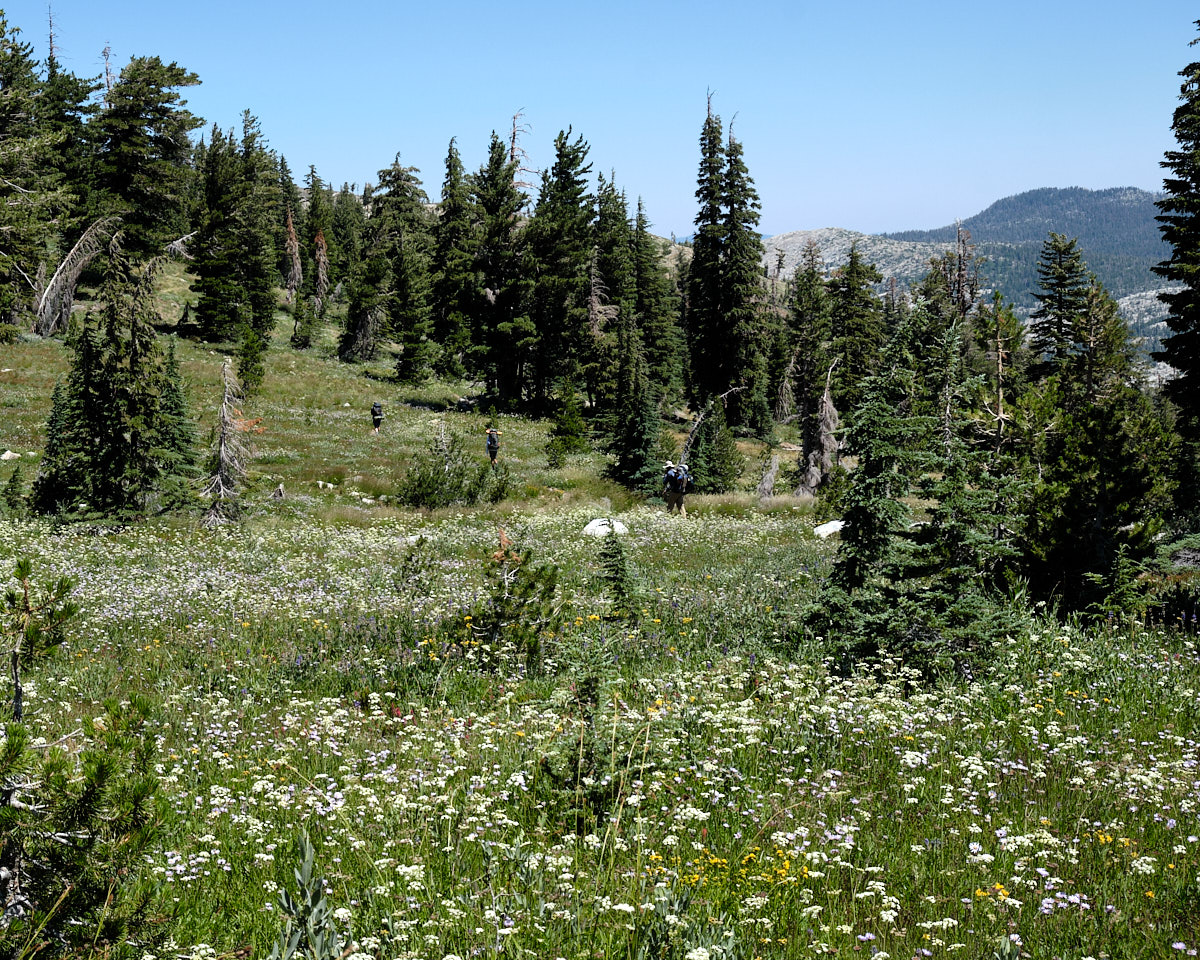 &lt;# boys traverse a meadow filled with flowers #&gt;