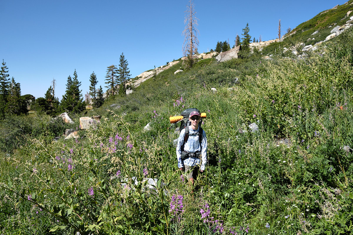 &lt;# Jack walking among waist-high flowers #&gt;