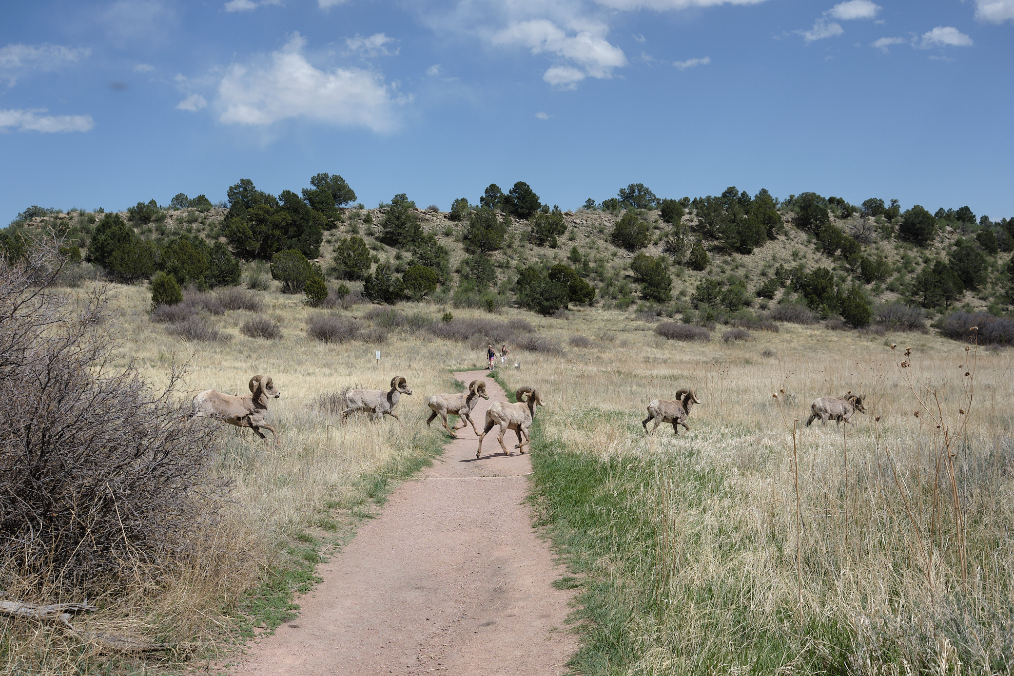 <# herd of big horn sheep  #>