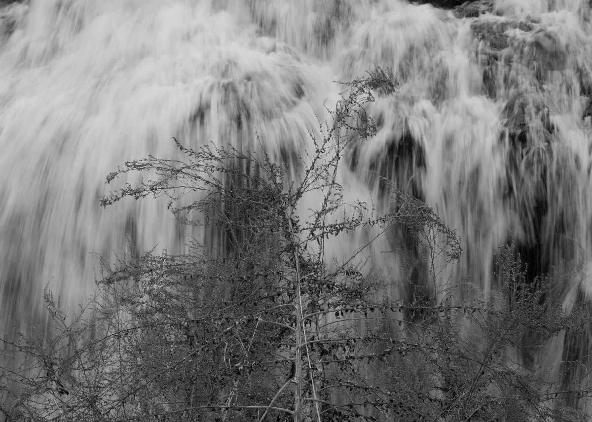 <# water falling behind a tree  #>