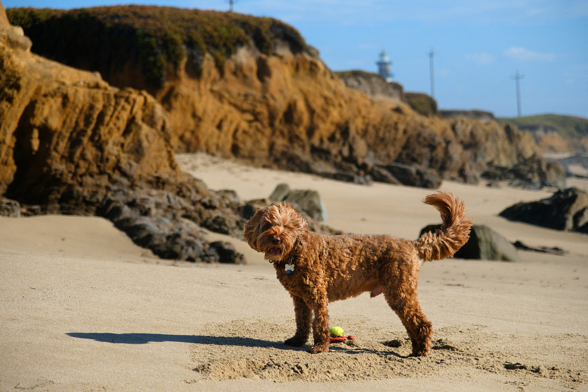 <# Ollie with a ball at the beach #>