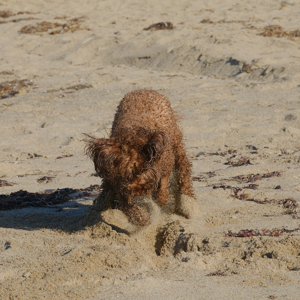 <# Ollie buries a ball  #>