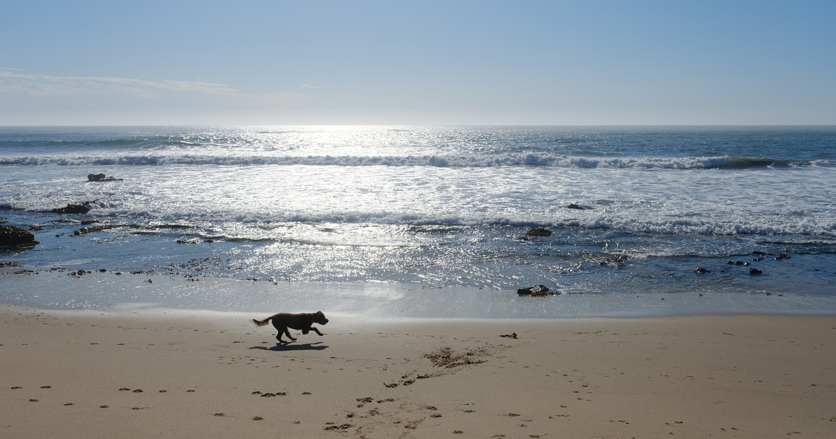 Ollie chases a ball at the beach.