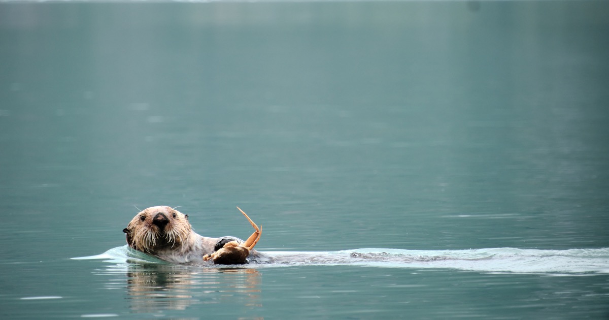 Hello, Otter! How's the crab today?
