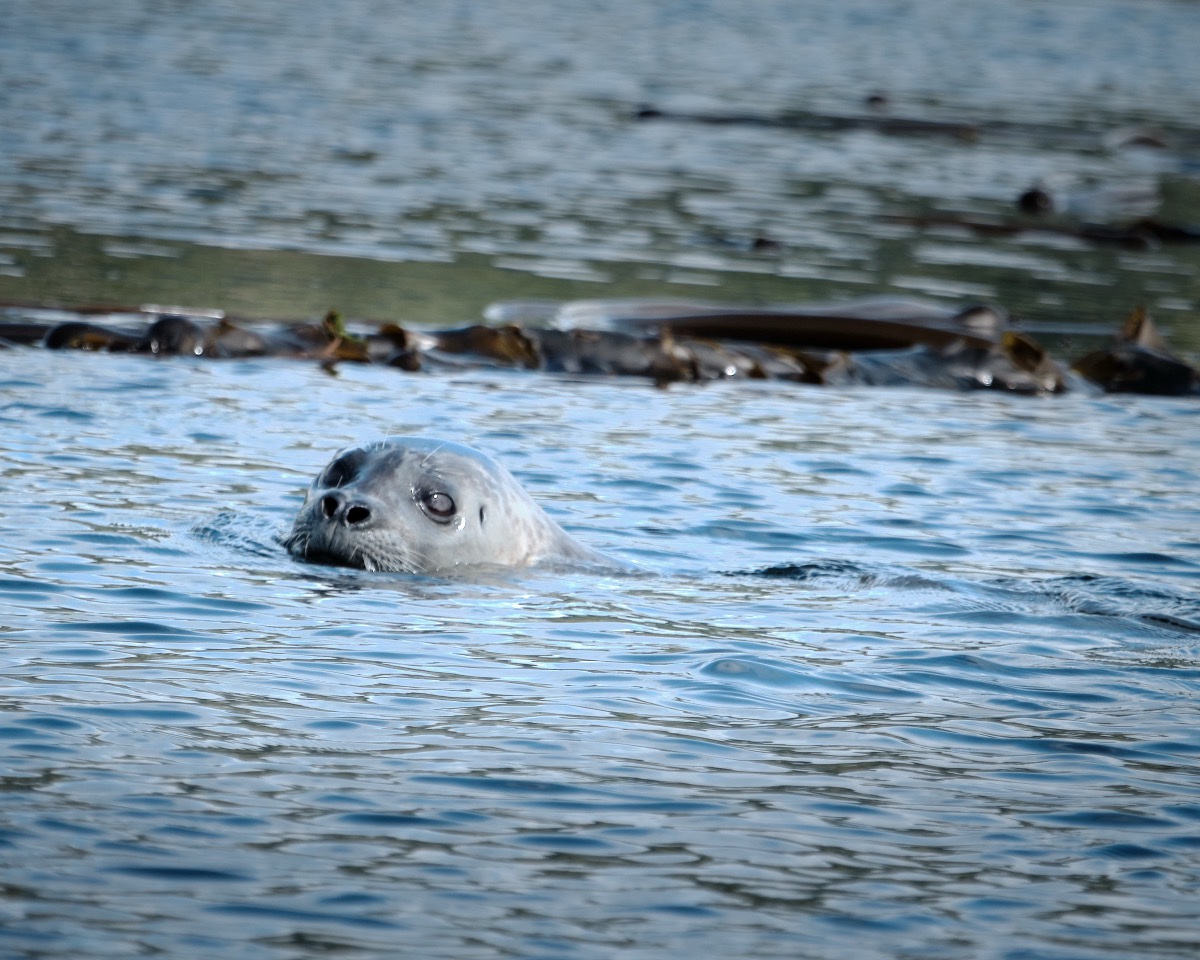 <# Harbor Seal #>